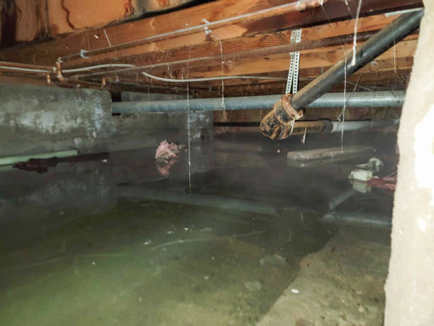 Best Mold removal after water damage  in Buhl, ID